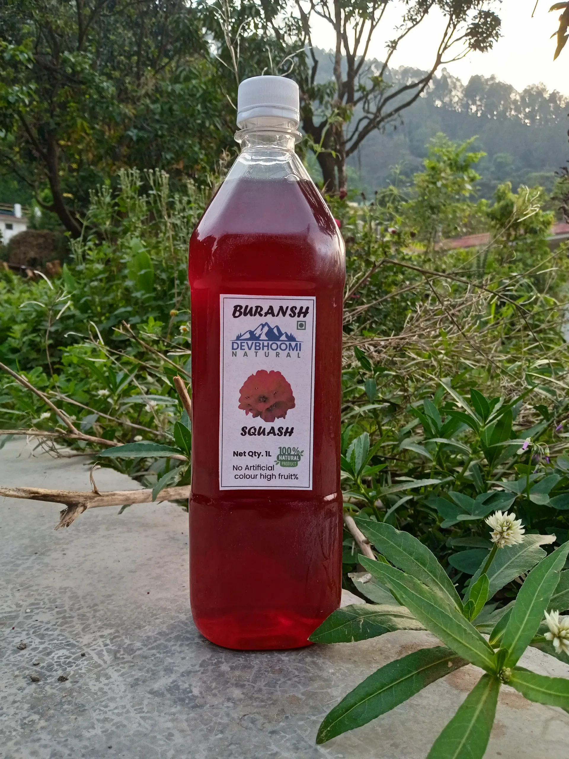 Rhododendron (Buransh Squash)