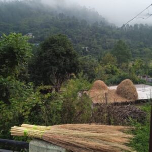 Natural Eco Friendly Barley Leaf Broom