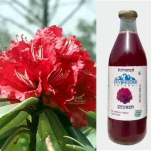 Rhododendron (Buransh Squash)