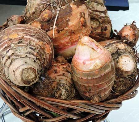 Himalayan Taro/giant colocasia (Gaderi)