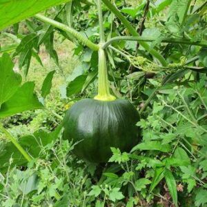 Himalayan pumpkin