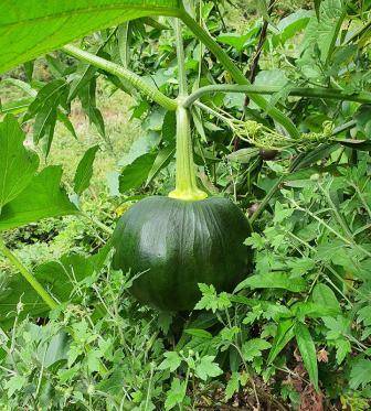 Himalayan pumpkin