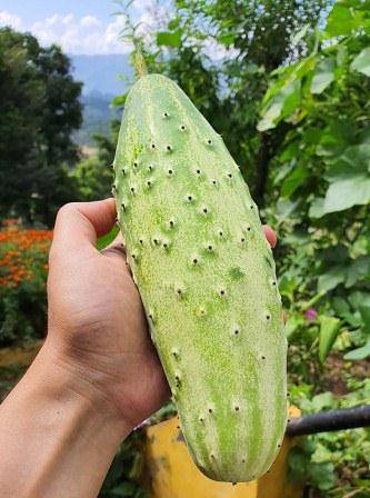 Himalayan Organic Cucumber