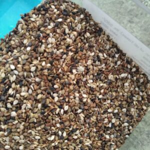 Himalayan White Sesame Seeds